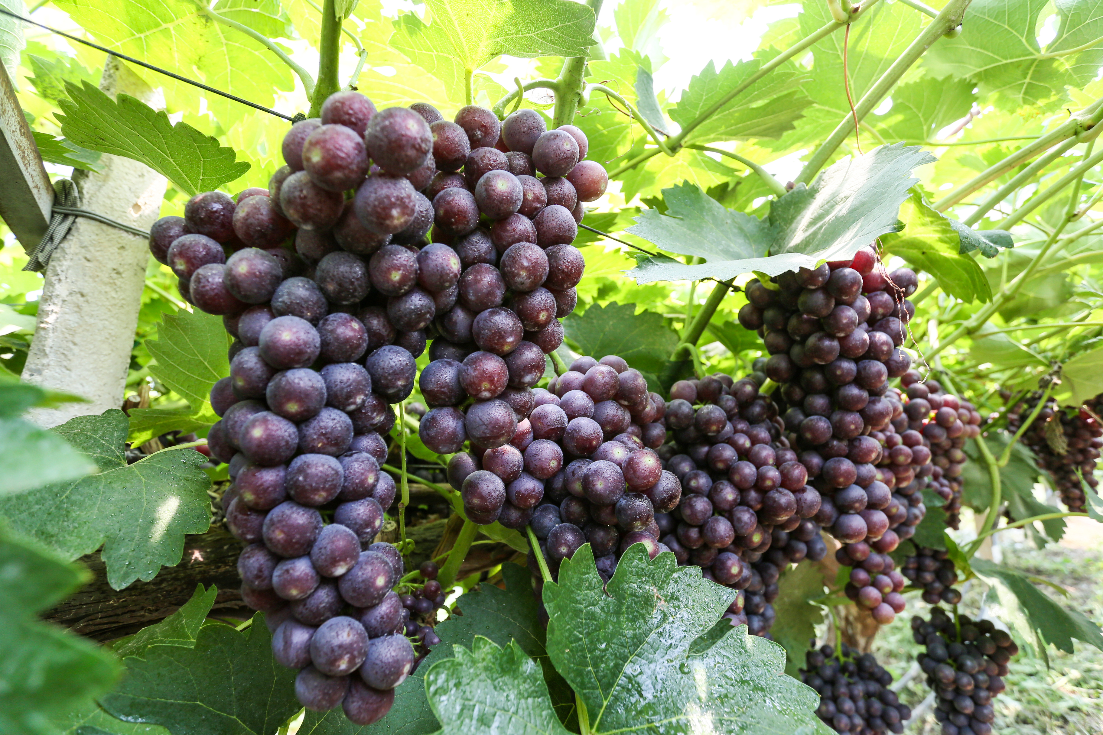 图3为葡萄园里的葡萄颗粒饱满、串大叶茂、色泽诱人(崆峒区融媒体中心供图)