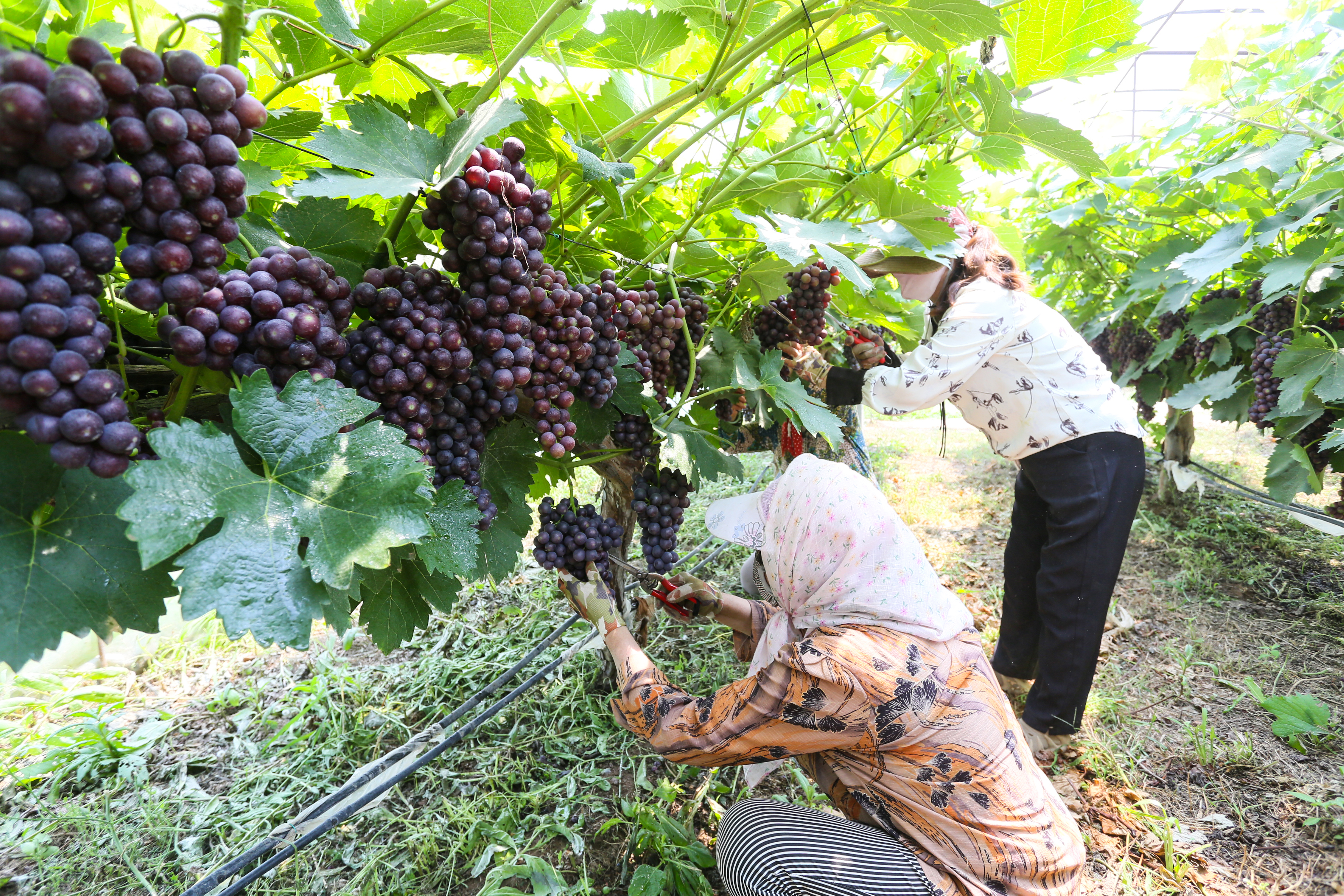 图4为工人们正忙着修剪葡萄枝叶、整理果穗,精心管护着葡萄园(崆峒区融媒体中心供图)