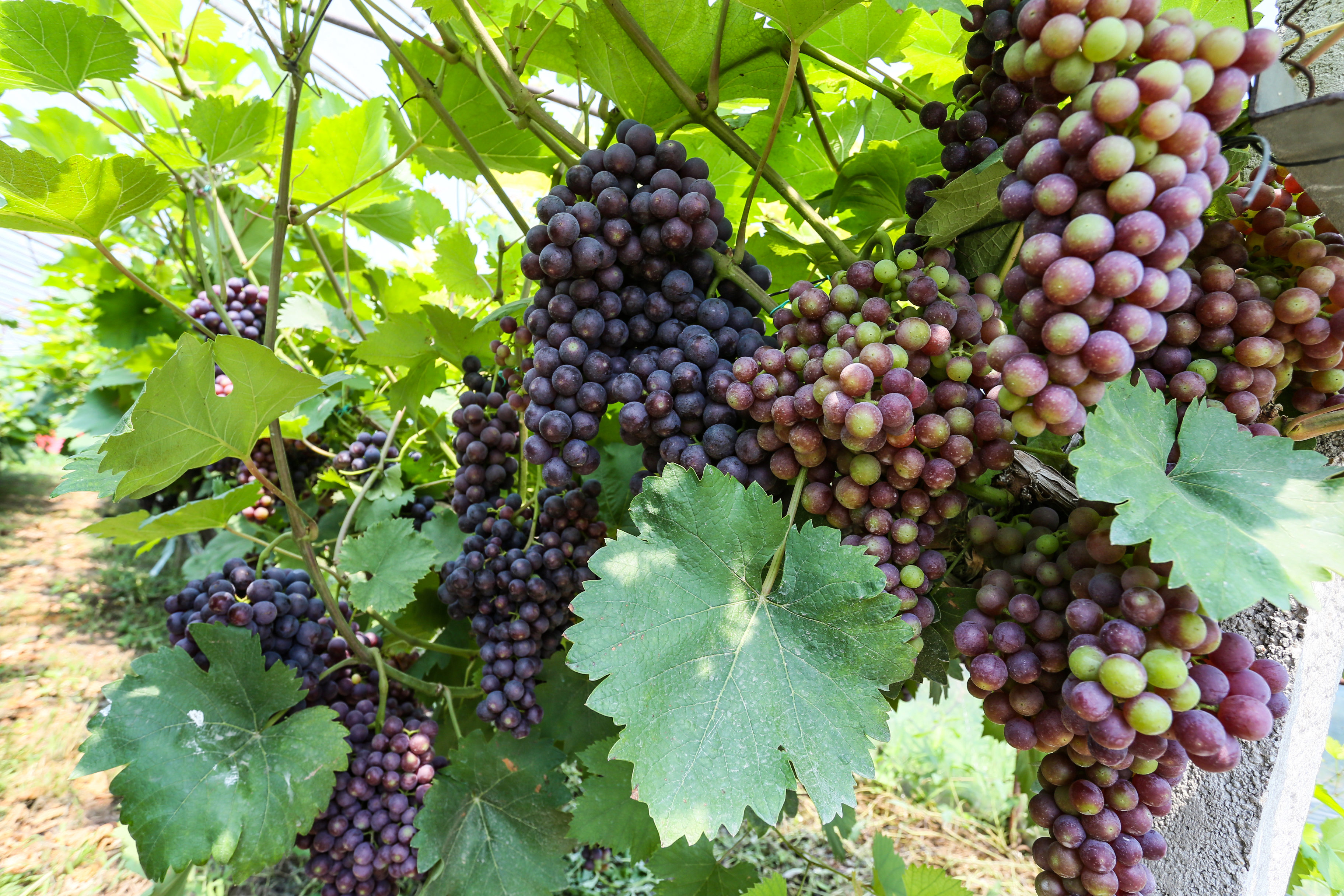 图5为葡萄园里的葡萄颗粒饱满、串大叶茂、色泽诱人(崆峒区融媒体中心供图)